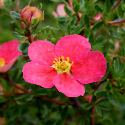 Potentilla, 'Danny Boy'